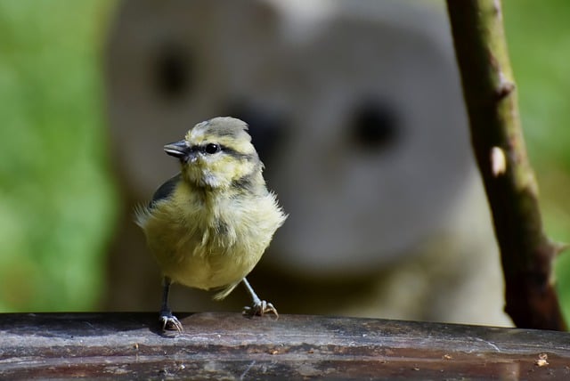 Ücretsiz indir büyük baştankara kuş baştankara hayvan ücretsiz resim GIMP ücretsiz çevrimiçi resim düzenleyici ile düzenlenecek