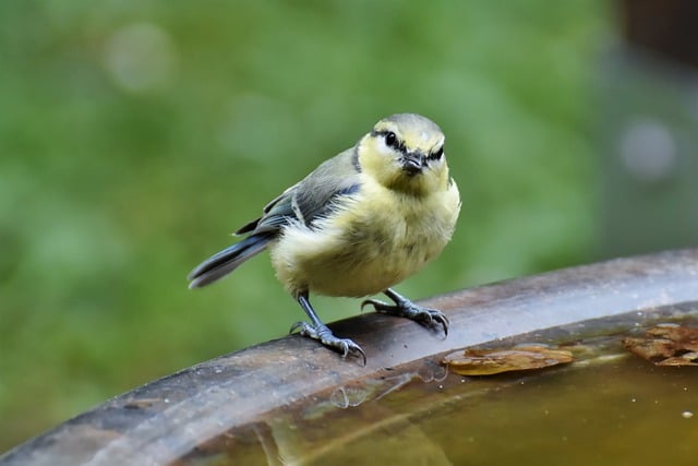 Free download great tit bird tit bird watching free picture to be edited with GIMP free online image editor
