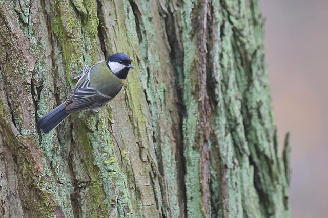 Free download great tit bird tree wildlife free picture to be edited with GIMP free online image editor