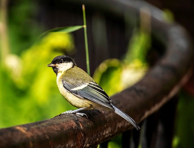 Free download great tit forest portrait titmouse free picture to be edited with GIMP free online image editor