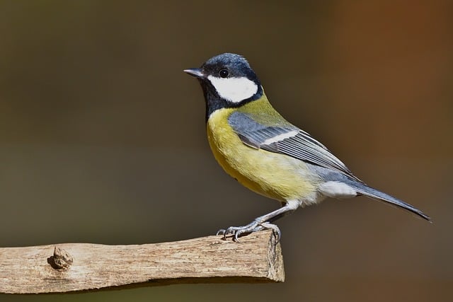 Free download great tit nature bird songbird free picture to be edited with GIMP free online image editor