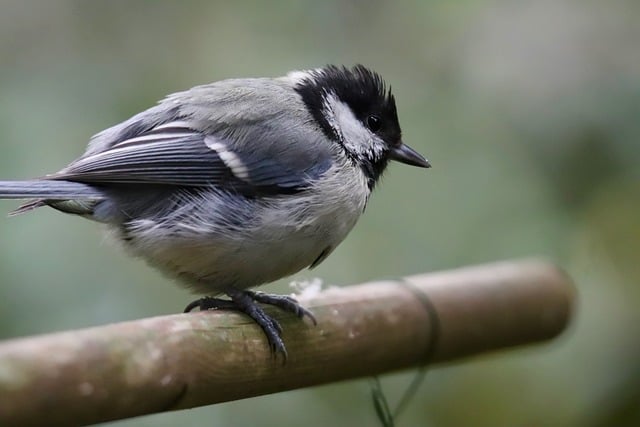 Free download great tit songbird small bird free picture to be edited with GIMP free online image editor