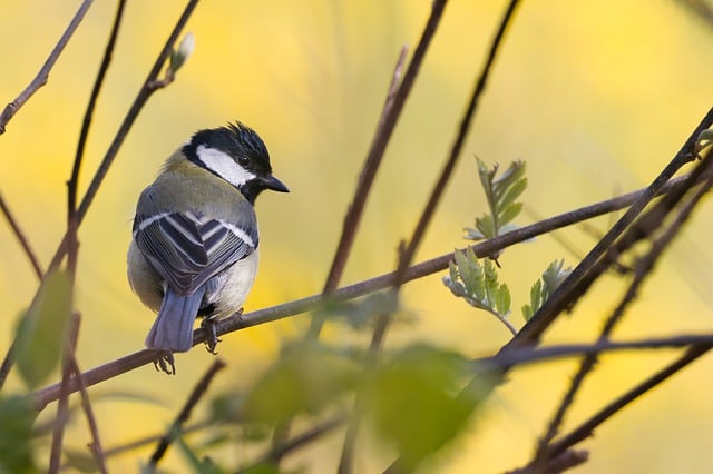 Free download great tit tit bird animal branch free picture to be edited with GIMP free online image editor