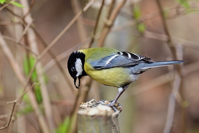 Free download great tit tit bird park spring free picture to be edited with GIMP free online image editor