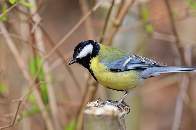 Free download great tit tit branch feed spring free picture to be edited with GIMP free online image editor