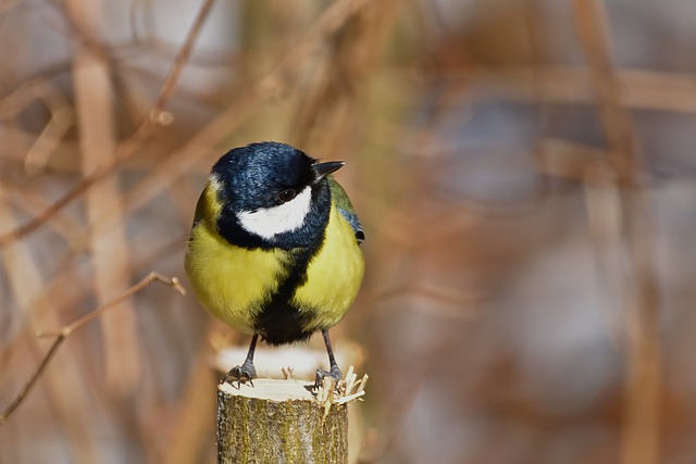 Free download great tit tit spring park bird free picture to be edited with GIMP free online image editor