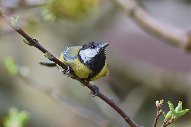 Free download great tit tit young bird bird free picture to be edited with GIMP free online image editor