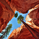 Great Trees  screen for extension Chrome web store in OffiDocs Chromium