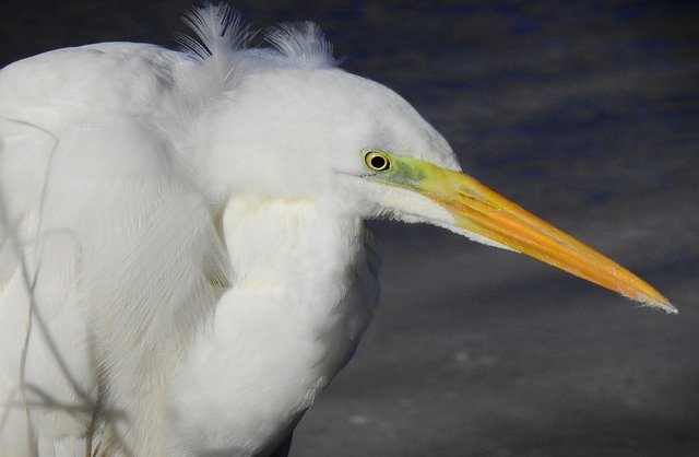 Free download great white egret egret bird animal free picture to be edited with GIMP free online image editor