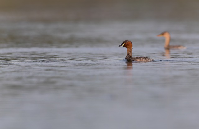 Free download grebe bird little grebe wildlife free picture to be edited with GIMP free online image editor