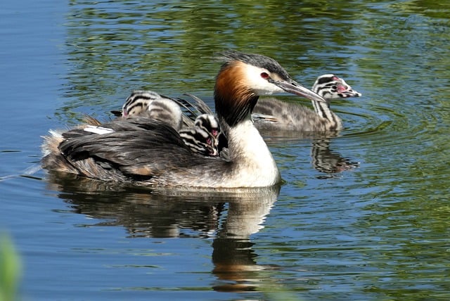 Free download grebe bird water nature waterfowl free picture to be edited with GIMP free online image editor