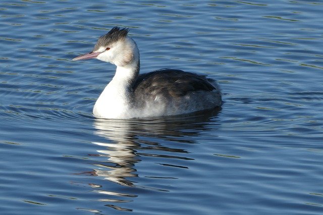 Free download Grebe Ditch Water Breeding -  free photo or picture to be edited with GIMP online image editor