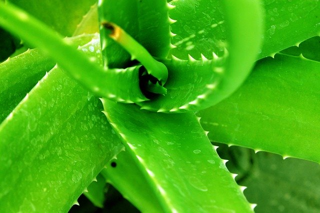 Free download Green Aloe Vera Nature -  free photo or picture to be edited with GIMP online image editor
