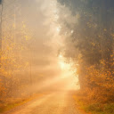 Green and Brown Trees Near Road  screen for extension Chrome web store in OffiDocs Chromium