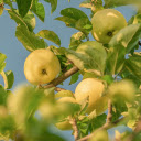 Green apple tree  screen for extension Chrome web store in OffiDocs Chromium