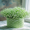 Green Babys Breath flower wallpaper  screen for extension Chrome web store in OffiDocs Chromium