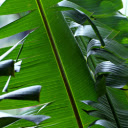 Green banana leaves  screen for extension Chrome web store in OffiDocs Chromium