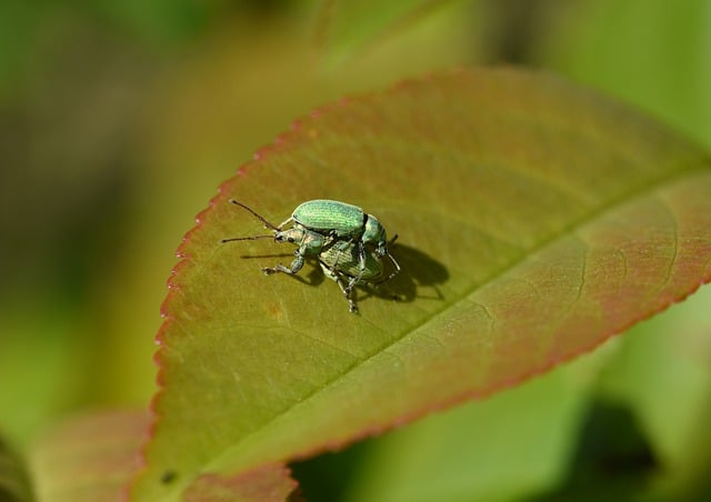 Free download green beetle insect beetle garden free picture to be edited with GIMP free online image editor