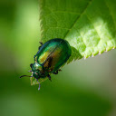 Green Beetle on the Leaf Tail  screen for extension Chrome web store in OffiDocs Chromium