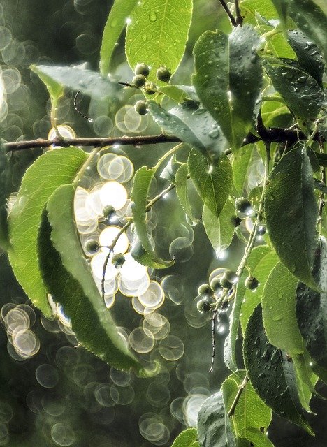 تنزيل Green Berries Sun مجانًا - صورة مجانية أو صورة لتحريرها باستخدام محرر الصور عبر الإنترنت GIMP