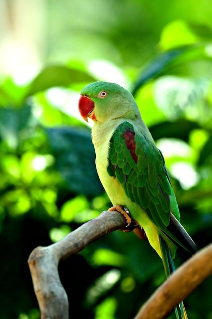 Free download green bird parakeet green parakeet free picture to be edited with GIMP free online image editor