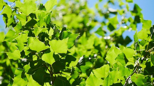 Free download Green Blue Leaves -  free photo or picture to be edited with GIMP online image editor