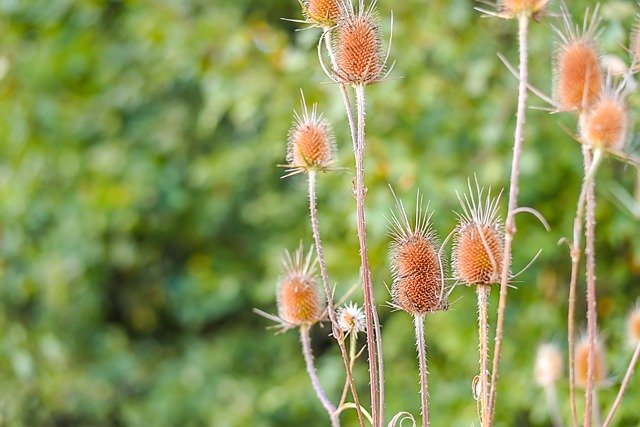 Free picture Green Bokeh Arctium -  to be edited by GIMP free image editor by OffiDocs