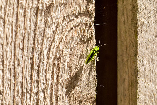 Free download green bug insect rhogogaster viridis free picture to be edited with GIMP free online image editor