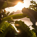 Green bushes  screen for extension Chrome web store in OffiDocs Chromium