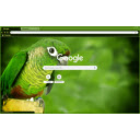 Green Cheek Conure  screen for extension Chrome web store in OffiDocs Chromium