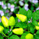 Green chili peppers  screen for extension Chrome web store in OffiDocs Chromium