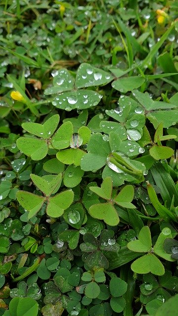 Kostenloser Download Green Clover Turf - kostenloses Foto oder Bild zur Bearbeitung mit GIMP Online-Bildbearbeitung