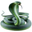 green cobra wallpaper  screen for extension Chrome web store in OffiDocs Chromium