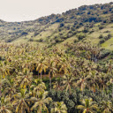 Green coconut garden  screen for extension Chrome web store in OffiDocs Chromium
