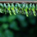 Green cocoons on the tree  screen for extension Chrome web store in OffiDocs Chromium