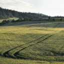 Green corn field  screen for extension Chrome web store in OffiDocs Chromium