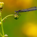 Green damselfly on a flower bud  screen for extension Chrome web store in OffiDocs Chromium