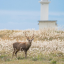 GREEN DEER Theme  screen for extension Chrome web store in OffiDocs Chromium