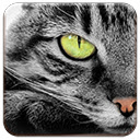 Green Eyed Cat  screen for extension Chrome web store in OffiDocs Chromium