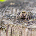 Green Eyed Spider  screen for extension Chrome web store in OffiDocs Chromium