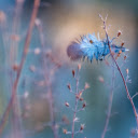 Green feather clinging to the grass  screen for extension Chrome web store in OffiDocs Chromium