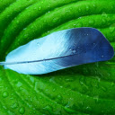 Green feathers  screen for extension Chrome web store in OffiDocs Chromium