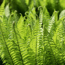 green fern  screen for extension Chrome web store in OffiDocs Chromium