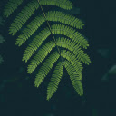 Green Fern Leaves  screen for extension Chrome web store in OffiDocs Chromium