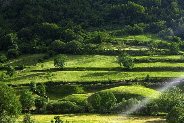 Muat turun percuma Green Field Nature - foto atau gambar percuma untuk diedit dengan editor imej dalam talian GIMP