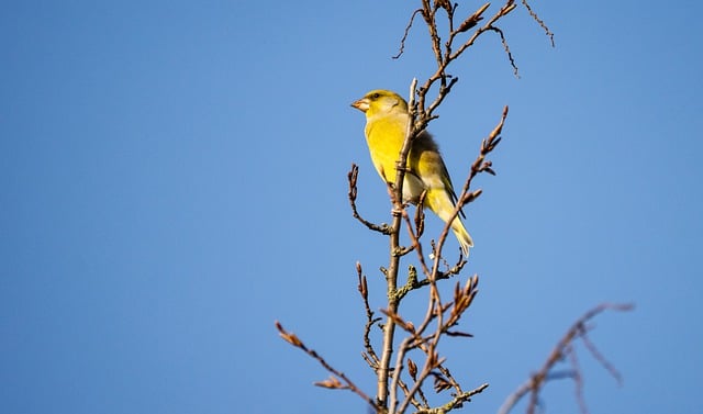 Free download greenfinch bird animal wildlife free picture to be edited with GIMP free online image editor