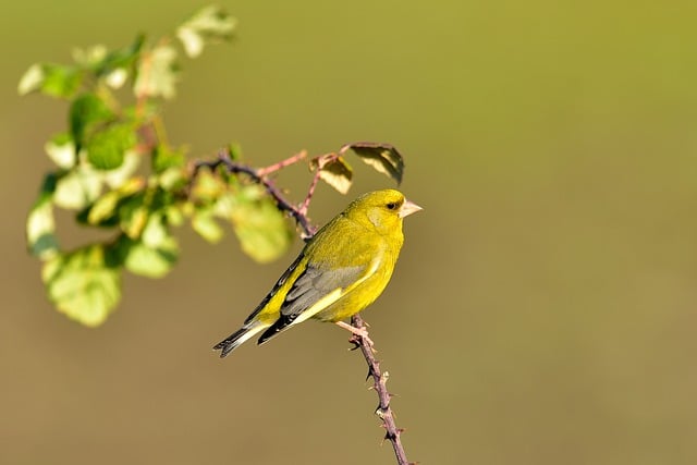 Free download greenfinch bird branch animal free picture to be edited with GIMP free online image editor