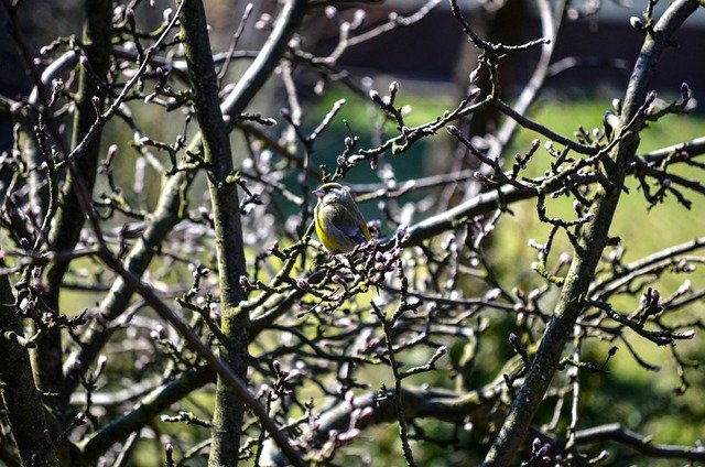 Free download greenfinch bird branches animal free picture to be edited with GIMP free online image editor