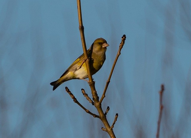 Free download Greenfinch Green Finch Small -  free free photo or picture to be edited with GIMP online image editor