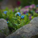 Green flowers on rocks  screen for extension Chrome web store in OffiDocs Chromium